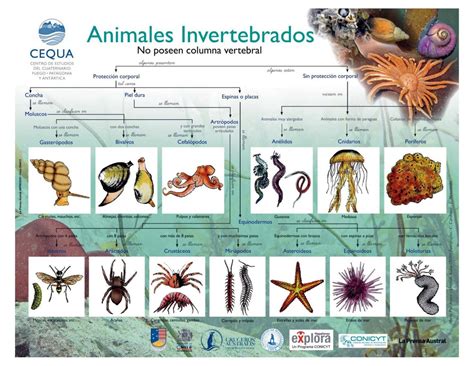 Los Animales Invertebrados Clasificacion Y Tipos De Invertebrados Images
