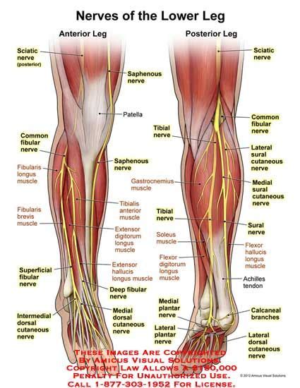 The iliopsoas muscle flexes your hip, bends your trunk towards your thigh and rotates your thigh bone. Nerves of anterior/posterior leg (With images) | Muscular ...