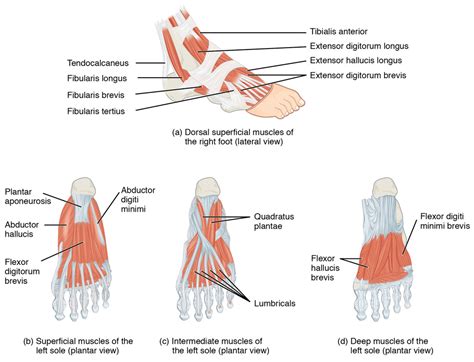 Gts 103 Intrinsic Muscles Of The Foot That Move The Toes Diagram Quizlet