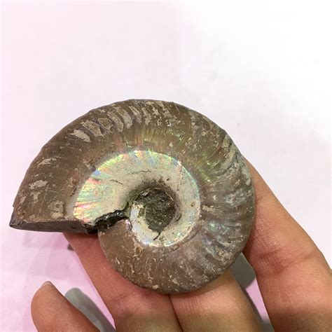 Wholesale Rainbow Shiny Ammonite Snail Conch Fossil For Home Decoration