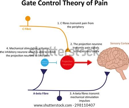 The pain gate theory or gate control theory of pain, put forward by ron melzack and patrick wall in 1965, is the idea that physical pain is not a direct result of activation of pain receptor neurons, but rather its perception is modulated by interaction between different neurons. Gate Control Theory Pain Illustration Stock Vector ...