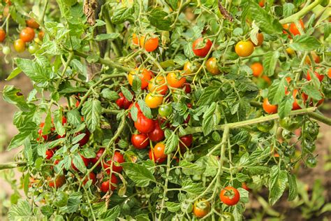 Exposed to the plant through a cut or damage in the vine or plant, bacterial diseases can wreak havoc on your tomato plants. Tomato Woes - How to Solve Common Tomato Diseases | Espoma