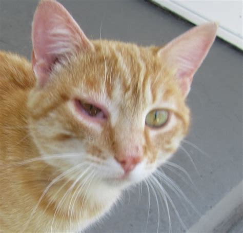 There may also be a flap hanging from where the eyelid is torn. IMG_4776.JPG | TheCatSite