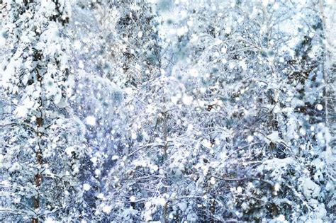 Winter Forest Beautiful Winter Landscape Abstract Winter Background