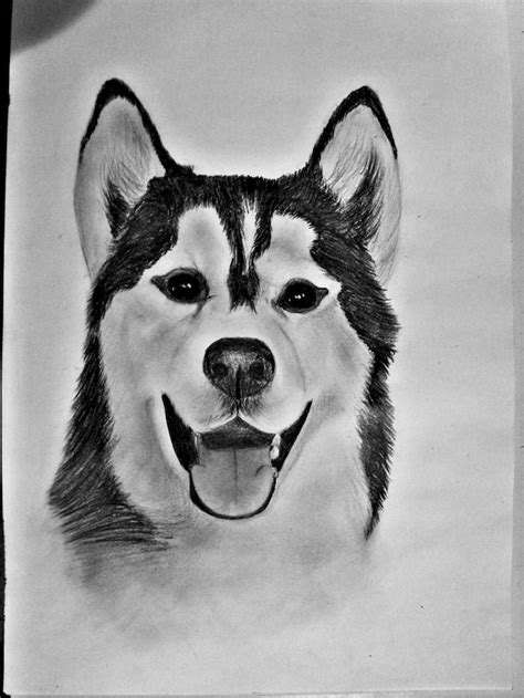 Husky Dog How To Draw Cool Things Black And White Pencil Sketch