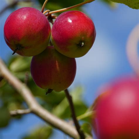 Dartmouth Shop Crab Apple Trees Online Habitat Aid