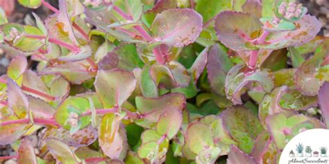 Sedum Spurium Tricolor Grow Care And Propagate About Succulents