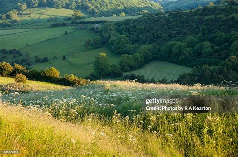 Lush Greens In The English Countryside In Summer High Res Stock Photo