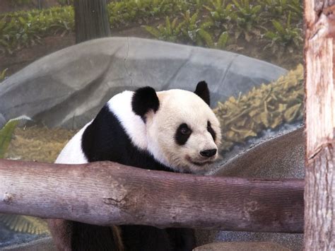 Spend The Day With Giant Pandas At The Memphis Zoo