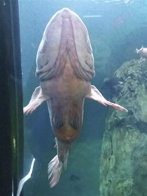 Penis Fish Startles Aquarium Visitor As It Resembles Something Very