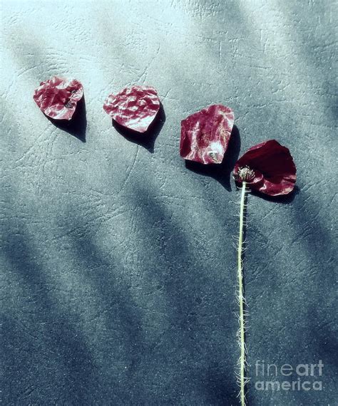 What Is Left From A May Photograph By Ioanna Papanikolaou Fine Art