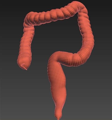 3d Model Human Colon Animated Vr Ar Low Poly Rigged Animated Cgtrader