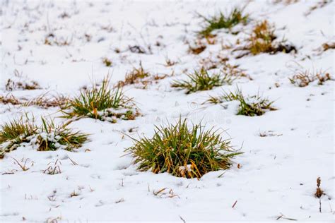 Snow Covered Green Grass Bushes Grass Under The Snow Stock Image