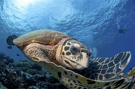 Sea Turtles And Climate Change Magazine Articles Wwf