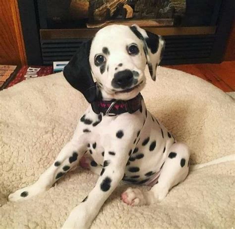 Dalmatian Puppies Sure Are Adorable R Aww
