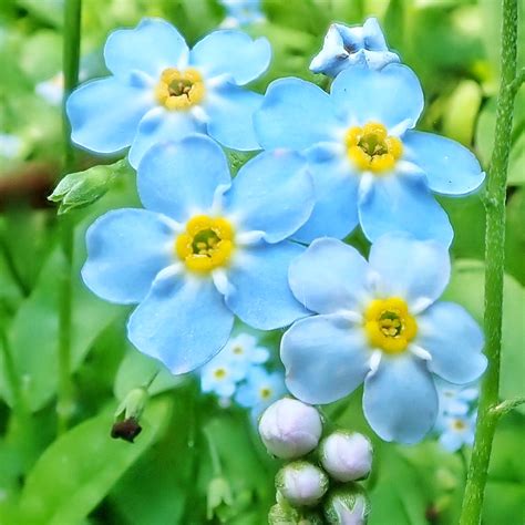 Myosotis Scorpioides True Forget Me Not 10000 Things Of The