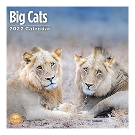 Upc 810057770203 2022 Big Cats Wall Calendar By Bright Day 12 X 12