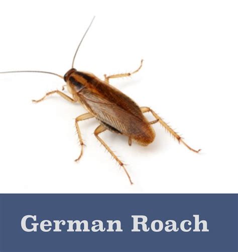 Important Facts To Know About 3 Common Cockroaches Welcome From The Bug Lady German