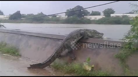 Large Crocodile In India Awkwardly Climbs Over Bank To Get Back Into