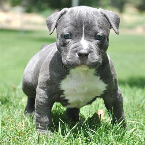 10 Adorable Pitbull Puppies Who're Ready To Blow Your Mind!