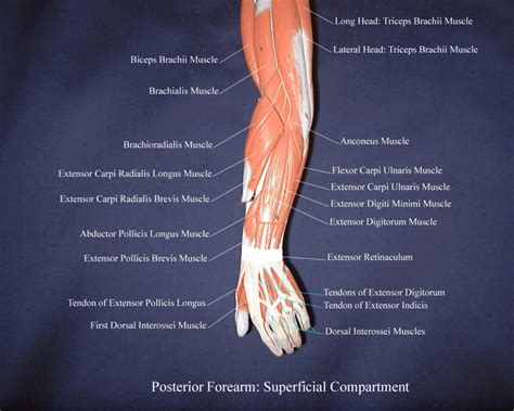 Arm Muscle Anatomy Labeled Models And Diagrams An T M