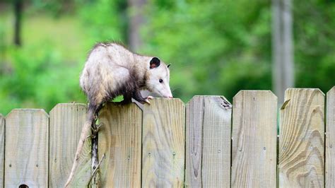How To Get Rid Of Opossums Effective Strategies For A Pest Free Home