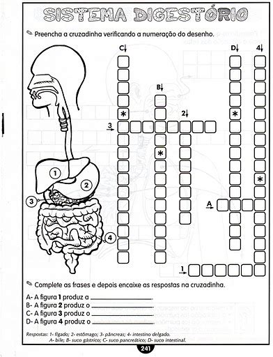 Exercícios Sobre Sistema Digestivo Atividades Pedagógicas