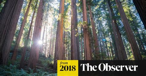the overstory by richard powers review a majestic redwood of a novel fiction the guardian
