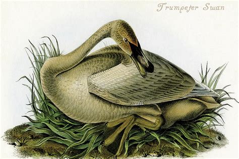 Trumpeter Swan Painting By John James Audubon Fine Art America