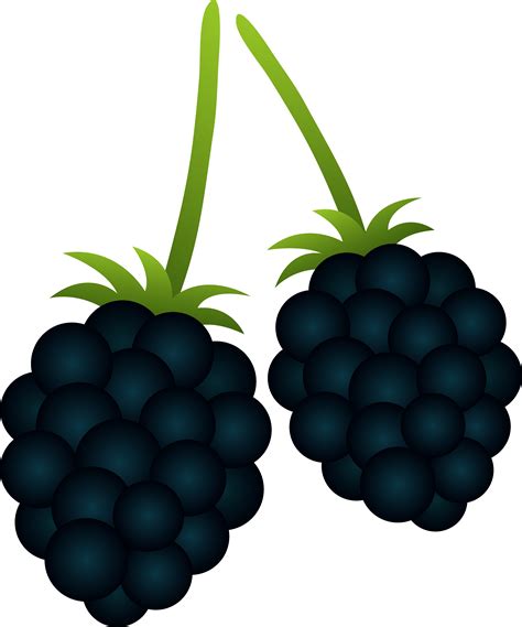 Blackberry Plant Drawing At Explore Collection Of