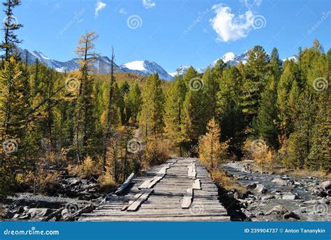 Wooden Bridge Over The Mountain River In Altai Mountain Autumn