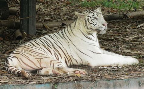Dikenal sebagai kebun binatang terbesar kedua di malaysia, melaka zoo terbentang seluas 54 hektar dan merupakan rumah. Zoo Negara - Harga Tiket, DISKAUN 10%, Tarikan PALING BEST ...