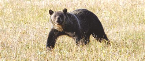 Usfws Proposes Delisting Of Yellowstone Grizzly Bears The Wildlife