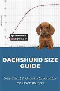 Mini Dachshund Size Chart
