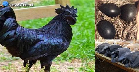 a rare chicken breed amazing hen amazing rooster black chicken