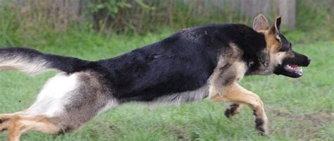 We'll even let you know about secret offers and sales when you sign up to our emails. *Shasta* Shasta von der Haus Freunde - DIAMOND PEAK GERMAN ...