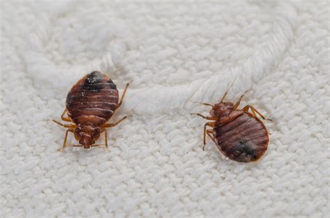 How To Know If You Have Bed Bug Bites