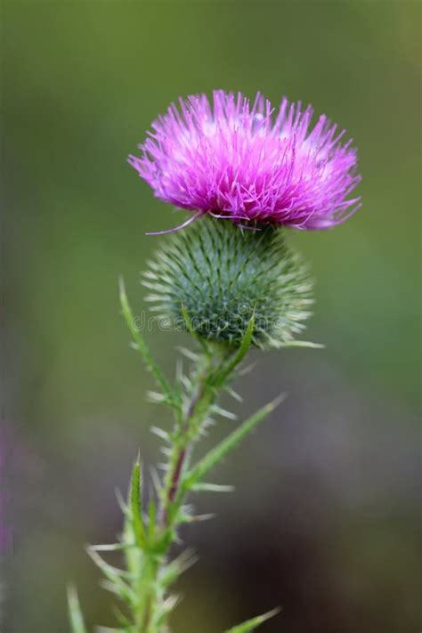 Silybum Thistle Plant Noxious Weed Picture Image 109834061