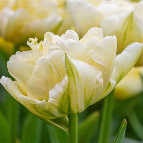 How To Force Tulips Indoors Longfield Gardens