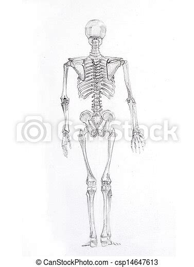 Pencil Sketch A Skeleton Canstock