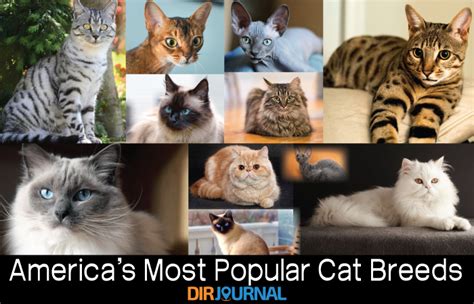 Americas Most Popular Cat Breeds Dirjournal Blogs