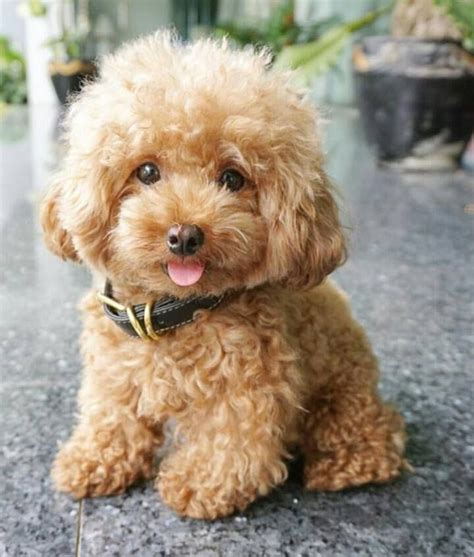Image Result For Poodle Puppy Cute Puppies Cute Dogs Baby Dogs