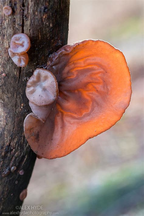 Jelly Jews Ear Fungus Auricularia Auricula Judae Alex Hyde