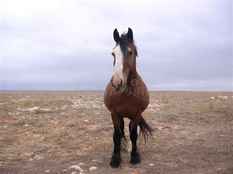 Wild Horse Walks On Freedom Looks Directly At The Animal Stock Photo