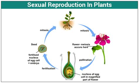 Sexual Reproduction In Plants Pollination Fertilization Free Hot Nude