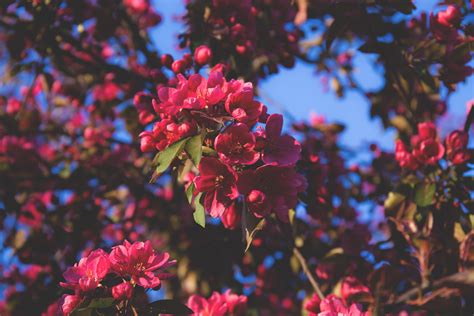 Free Images Tree Flower Pink Spring Woody Plant Flowering Plant
