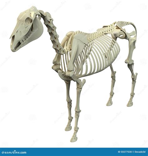 Esqueleto Do Cavalo Anatomia Do Equus Do Cavalo Isolado No Branco