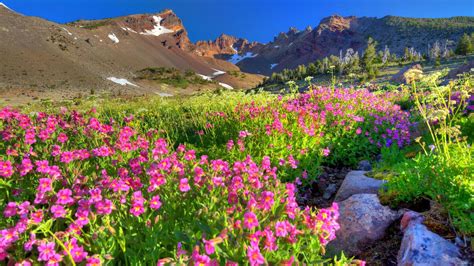Excellent heat tolerance and bred to thrive all summer in north american climates and landscape plantings. Spring Purple Flowers Mountain Rocky Peaks Snow Rock Blue ...