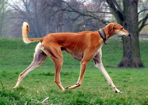 The whimsical pair of cats are; Saluki is typically 28 inches high and weighs around 65 ...