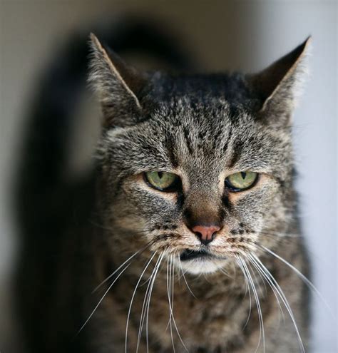 the world s oldest cat has died but the puss reached an incredible age mirror online